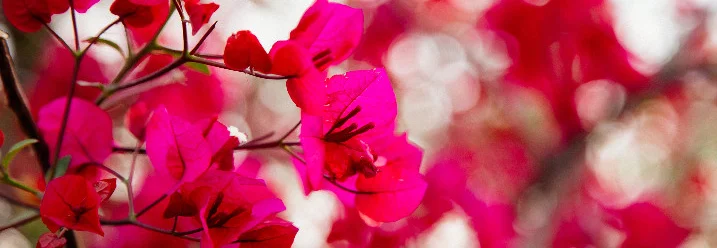 Nahaufnahme von pinken Blüten